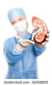 Kidney With Doctor