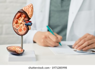 Kidney Health Concept. Close-up, Anatomical Model Of Human Kidney On Doctor Table At Urology