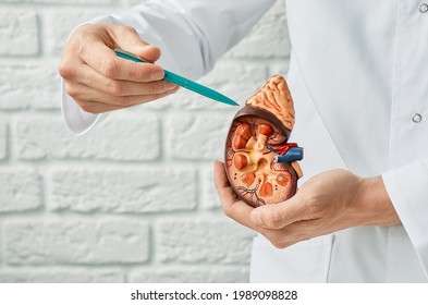 Kidney health concept. Close-up, anatomical model of human kidney in doctor hands. Urology - Shutterstock ID 1989098828