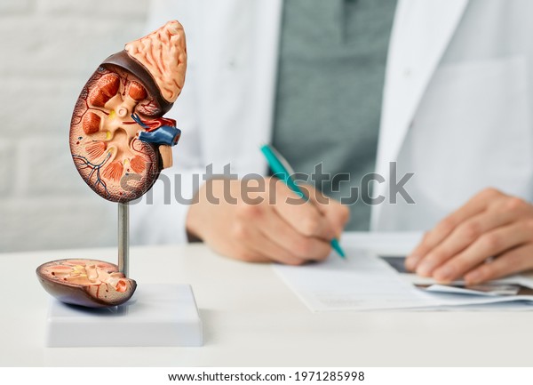 Kidney health concept. Close-up,
anatomical model of human kidney on doctor table at
urology