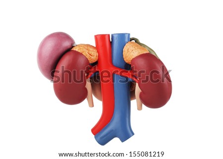 Kidney model with rear organs of the upper abdomen isolated on white