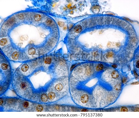 Kidney proximal convoluted tubules. Mallory's trichrome. Both the brush border and the basement membrane surrounding the tubule are clearly highlighted, both stained with Mallory's aniline blue.