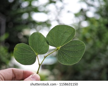 A Kidney Shape Leaves Held By A Man's Hand, Bokeh On The Background