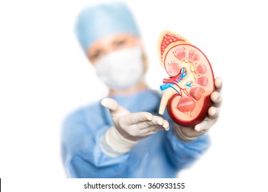Kidney with surgeon
