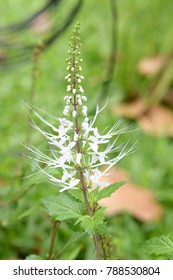 Kidney Tea Plant Or Orthosiphon Aristatus, Treatment Of Kidney Disease, Rheumatoid Arthritis, Lower Blood Pressure. Diabetes Treatment Drive Uric Acid Out Of The Kidney.