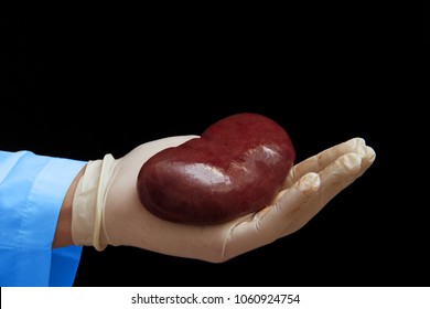 Kidney Transplant Surgery Concept. Real Kidney Is In Hand Of Transplant Surgeon. Cadaver, Donor Kidney. International Kidney Day Holiday