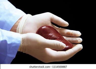 Kidney Transplant Surgery Concept. Real Kidney Is In Hands Of Transplant Surgeon. Cadaver, Donor Kidney. International Kidney Day Holiday