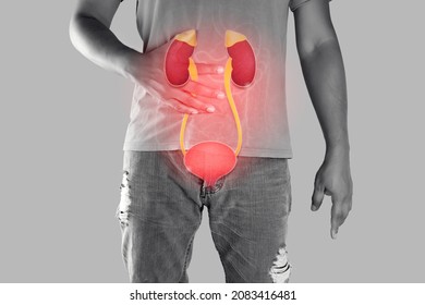 8,976 Man body kidney Images, Stock Photos & Vectors | Shutterstock