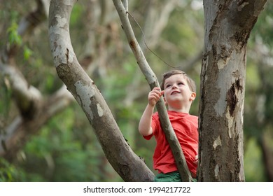 Kids climbing trees - happy smiling little boy climbs a gumtree playing outdoors in nature. Young child in Australian bushland with gumtrees and native bush and shrub. Caucasian brunette 3 year old. - Shutterstock ID 1994217722