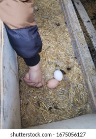 Kids Collecting Eggs In Nature