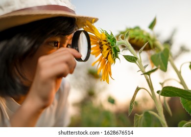 Kids Flower Education Concept, Kid Gril Holding Magnifying Glass And Looking On Sunflower For Learning Outdoor Education On White Background, Pretty And Cult Asian Child Funny On Sunny, Happy Kids 