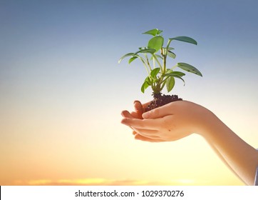 Kids hands with seedlings on sunset background. Spring concept, nature and care.