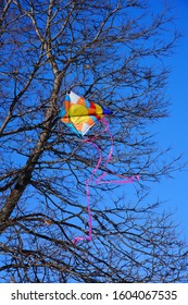 Kids Kite Stuck In A Tree Out In A Park Of Milwaukee, Wisconsin 