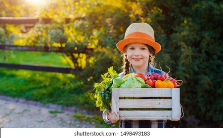 Kids Little Girl Holding Basket Fresh Organic Vegetables Background Home Garden Sunset. Healthy Family Lifestyle. Harvest Time In Autumn. Child The Farmer. Vegetarian, Raw Food. Free Space For Text