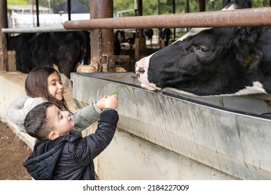Kids at a milk farm feeding cow. Little children feeds a cow with grass. - Shutterstock ID 2184227009