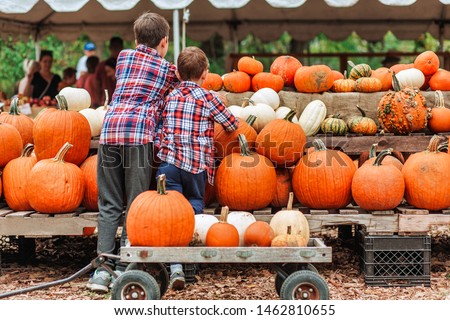 kids on a harvest festival at farm. children pick pumpkins at the farmers market