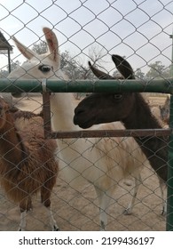 Kids Park Playing Green Animals