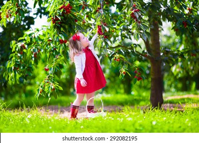 Kids Picking Cherry On A Fruit Farm. Children Pick Cherries In Summer Orchard. Toddler Kid Eating Fresh Fruit From Garden Tree. Little Farmer Girl With Berry In A Basket. Harvest Time Fun For Family