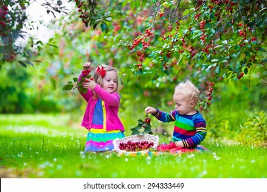 Kids Picking Cherry On A Fruit Farm. Children Pick Cherries In Summer Orchard. Toddler Kid And Baby Eat Fresh Fruit From Garden Tree. Girl And Boy Eating Berry In A Basket. Harvest Time Fun For Family