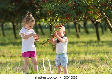 Kids Picking Cherry On A Fruit Farm. 