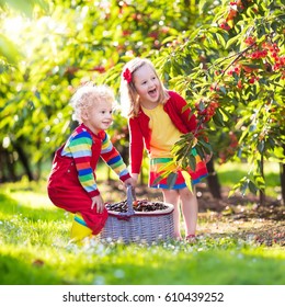 Kids Picking Cherry On A Fruit Farm. Children Pick Cherries In Summer Orchard. Toddler Kid And Baby Eat Fresh Fruit From Garden Tree. Girl And Boy Eating Berry In A Basket. Harvest Time Fun For Family