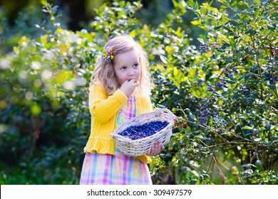 Kids Picking Fresh Berries On Blueberry Field. Children Pick Blue Berry On Organic Farm. Little Girl Playing Outdoors In Fruit Orchard. Toddler Farming. Preschooler Gardening. Summer Family Fun.