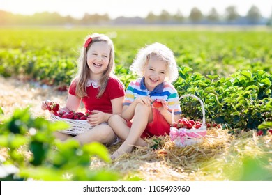 Kids Picking Strawberry On Fruit Farm Field On Sunny Summer Day. Children Pick Fresh Ripe Organic Strawberry In White Basket On Pick Your Own Berry Plantation. Boy And Girl Eating Strawberries.