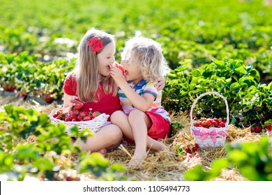 Kids Picking Strawberry On Fruit Farm Field On Sunny Summer Day. Children Pick Fresh Ripe Organic Strawberry In White Basket On Pick Your Own Berry Plantation. Boy And Girl Eating Strawberries.