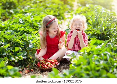 Kids Picking Strawberry On Fruit Farm Field On Sunny Summer Day. Children Pick Fresh Ripe Organic Strawberry In White Basket On Pick Your Own Berry Plantation. Boy And Girl Eating Strawberries.