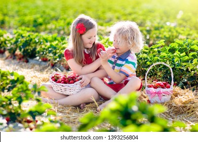 Kids Picking Strawberry On Fruit Farm Field On Sunny Summer Day. Children Pick Fresh Ripe Organic Strawberry In White Basket On Pick Your Own Berry Plantation. Boy And Girl Eating Strawberries.