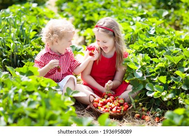 Kids Picking Strawberry On Fruit Farm Field On Sunny Summer Day. Children Pick Fresh Ripe Organic Strawberry In White Basket On Pick Your Own Berry Plantation. Boy And Girl Eating Strawberries.