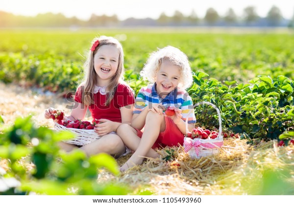 Kids picking strawberry on fruit farm field\
on sunny summer day. Children pick fresh ripe organic strawberry in\
white basket on pick your own berry plantation. Boy and girl eating\
strawberries.
