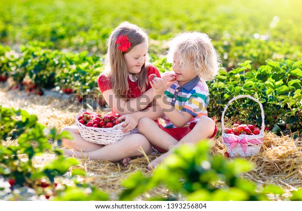 Kids picking strawberry on fruit farm field\
on sunny summer day. Children pick fresh ripe organic strawberry in\
white basket on pick your own berry plantation. Boy and girl eating\
strawberries.
