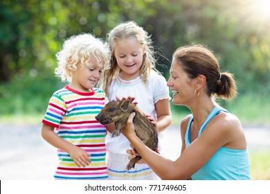 Kids Play With Farm Animals. Child Feeding Domestic Animal. Mother, Little Boy And Girl Hold Wild Boar Baby At Petting Zoo. Kid Playing With Newborn Pig. Children And Pets. Family At Farm Vacation.


