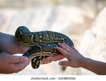 Kids Touching A Snake's Skin