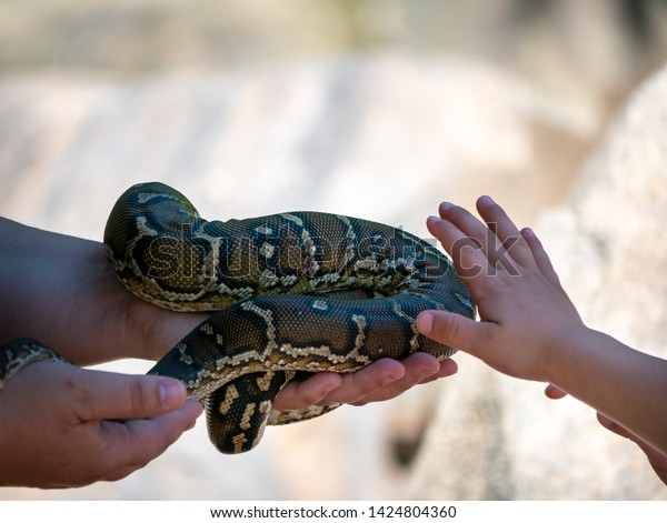 Kids Touching  Snakes  Skin Stock Photo Edit Now 1424804360