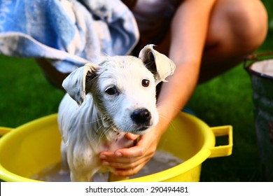 kids wash stray white puppy in yellow basin on the summer garden background