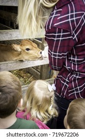 Kids Watching A Baby Cow Drinking From A Bottle On A School Field Trip To A Farm/pumpkin Patch. 