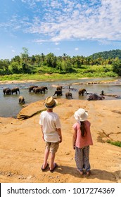 Kids Watching Sri Lankan Elephants At Riverbed Drinking Water