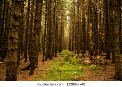 Kielder Forest Trees