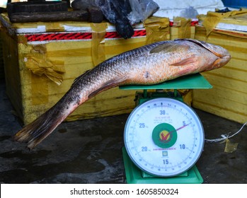 Fish On Weighing Scale Images, Stock Photos & Vectors | Shutterstock