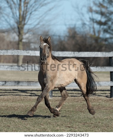 Kiger mustang horse free running in paddock  purebred kiger mustang domesticated running in corral with no tack dunn color black mane and tail vertical equine image with room for type and masthead 