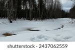 Kiiminki Finland forest in winter with snow