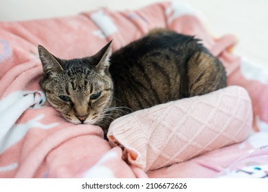 Kijitora Cat And Hot Water Bottle On The Bed