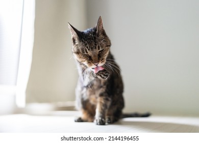 Kijitora Cat Licking Hands And Grooming