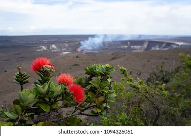 Lehua の画像 写真素材 ベクター画像 Shutterstock