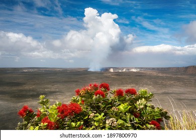 Lehua の画像 写真素材 ベクター画像 Shutterstock