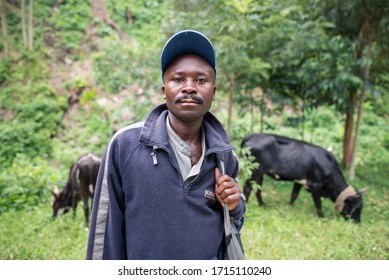 Kilembe, Uganda - October 22, 2016: Portrait Of African Herder Posing With Cows And Green Vegetation In The Background