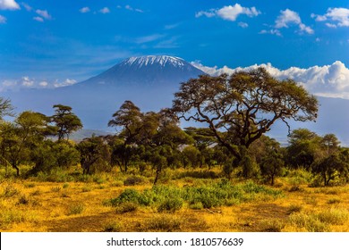 Kilimanjaro is Africa’s highest point of the continent. The famous snow peak of Kilimanjaro. Savanna with rare bushes and desert acacia. The concept of active, exotic, ecological and photo tourism