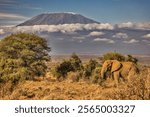 Kilimanjaro in morning with Elephant, Amboseli National Park, Africa